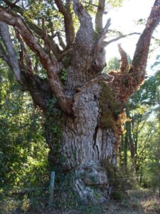 découvrez comment l'arbre ancien est une source d'énergie renouvelable et durable, au service de l'environnement et de l'avenir de la planète.