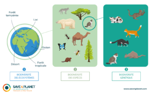 découvrez l'importance de la biodiversité pour notre planète. apprenez comment la protection des espèces et des écosystèmes contribue à la santé de la terre et au bien-être humain. rejoignez-nous dans la préservation de notre héritage naturel.