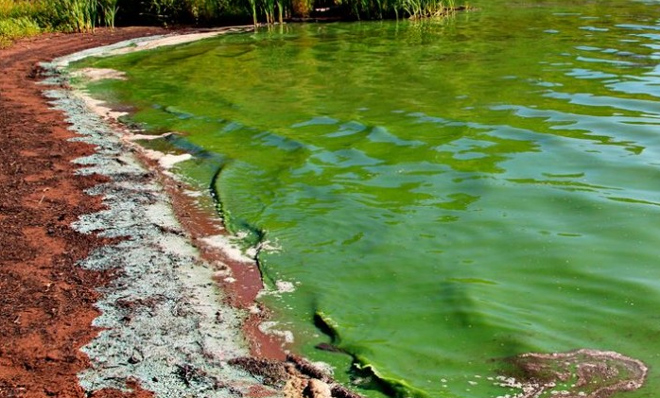 découvrez tout ce que vous devez savoir sur les alertes algales : causes, impacts sur l'environnement et la santé, ainsi que les moyens de se protéger. restez informé pour préserver votre bien-être et celui de nos écosystèmes.