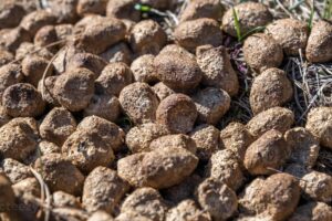 découvrez les avantages de la bouse séchée, un fertilisant naturel pour vos plantes et cultures. optimisez la croissance de votre jardin avec ce produit écologique, riche en nutriments, idéal pour un jardinage durable.