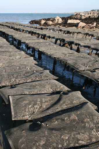 discover the critical issues related to the depletion of oyster reefs, an essential ecosystem in danger. Learn about the causes, consequences, and solutions to preserve these marine habitats vital for biodiversity and the economy.