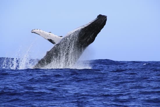 découvrez le monde fascinant des baleines, ces majestueuses créatures marines. apprenez tout sur leur habitat, leur comportement, et leur rôle essentiel dans l'écosystème marin. plongez dans l'univers des baleines et explorez leur beauté exceptionnelle.