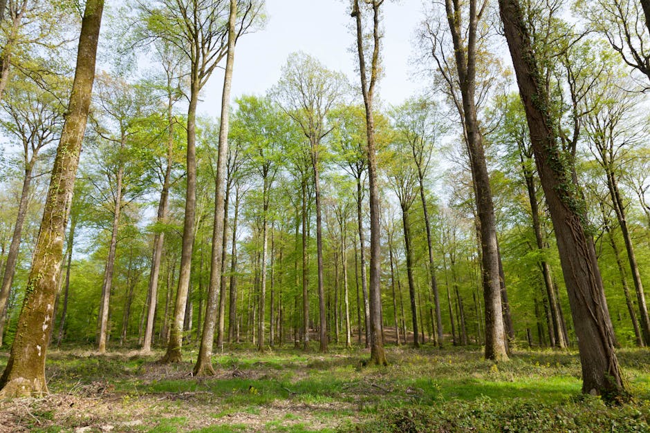 découvrez l'analyse du guardian sur l'importance cruciale de la vie culturelle des arbres et l'urgence de préserver notre patrimoine naturel. une réflexion enrichissante sur notre rapport à la nature.